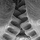 Illustration for article titled Functional gears developed by nature.